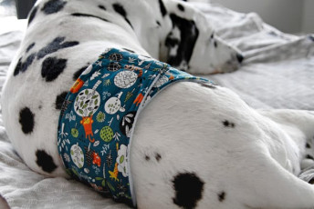 DIY Custom Fitted Belly Band Dog Diaper FREE Tutorial