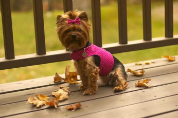Little Dog Harness FREE Sewing Tutorial