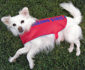 Dog Raincoat from Tailgate Chair Bag FREE Sewing Tutorial