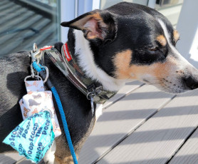 Dog Waste Bag Holder FREE Sewing Tutorial
