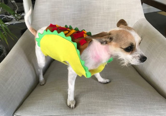 Easy No-Sew Doggy Taco Costume FREE Tutorial
