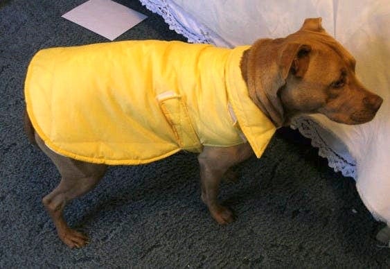 FREE Sewing Tutorial: Weather Resistant Coat for Your Pet