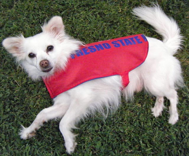 Dog Raincoat from Tailgate Chair Bag FREE Sewing Tutorial