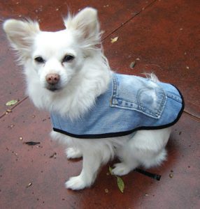 Sportswear Look Dog Coat FREE Sewin Tutorial