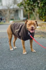 Canine Carhartt Coat FREE Sewing Tutorial