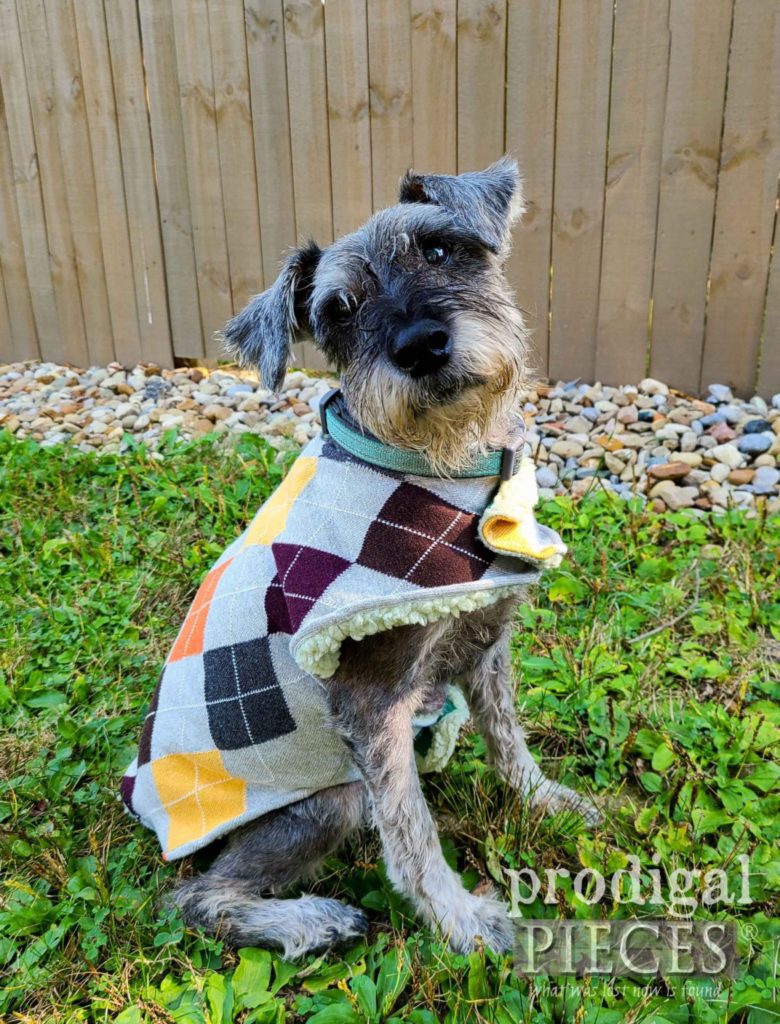 DIY Dog Coat from Upcycled Sweaters