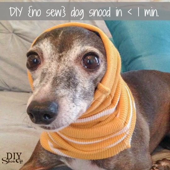 Easiest No-Sew Small Dog Snood FREE Tutorial