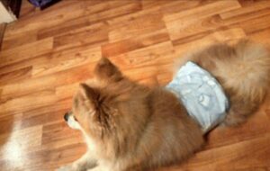 Male Dog Belly Band FREE Sewing Tutorial